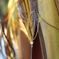 Preview: Silver+Surf silver jewelry palm tree size S gold-plated